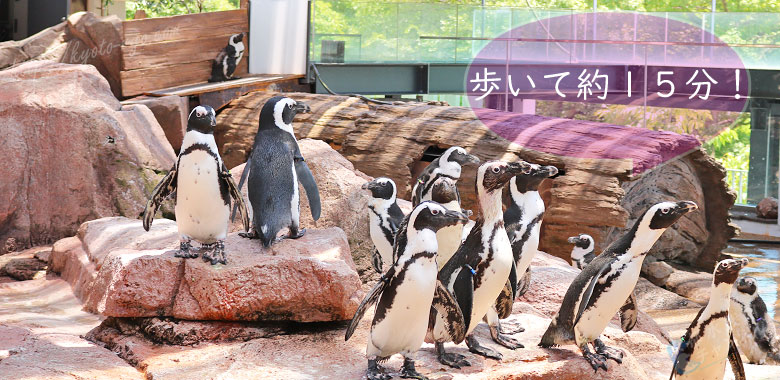 京都水族館のペンギン