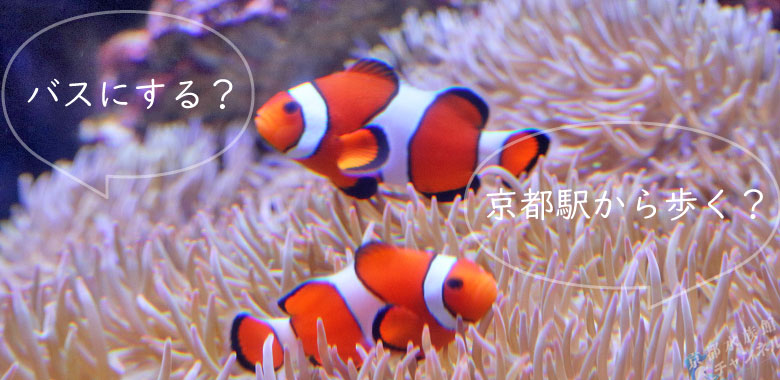 京都水族館のクマノミ